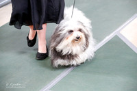 Havanese Sat S2 Ring
