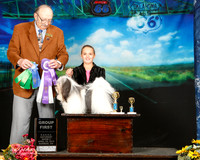 Havanese Sun Group 1 Paula Fly Judge Alan Krenek