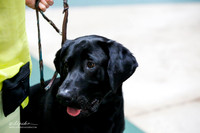 Labrador Retriever Sat S1 Ring
