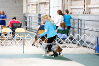 Miniature American Shepherd Sat S1 Ring