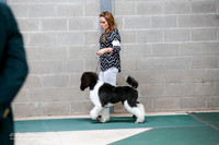 Multi Colored Standard Poodle Sat S1 Ring