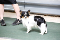 Papillon Sat S2 Ring