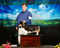 Pembroke Welsh Corgi Sun Cusom Delania McNatt