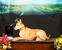 Pharaoh Hound Sun Custom Margaret Worth