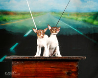 Rat Terrier Sat Custom Vera Boyle