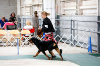 Rottweiler Sat S1 Ring