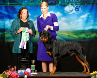 Rottweiler Sun NC Judge Jeanne Heger