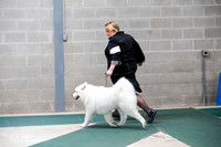 Samoyed Sat S1 Ring