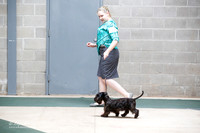 Sily Terrier Sat S2 Ring