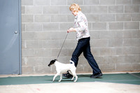 Smooth Fox Terrier Sat S2 Ring
