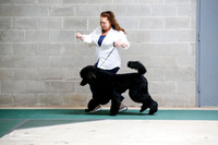 Standard Poodle Sat S1 Ring