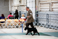 Standard Schnauzer Sat S1 Ring