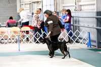 Xoloitzcuintli Sat S1 Ring