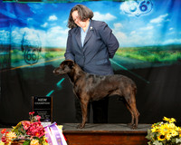 Xoloitzcuintli Sun Custom Margaret Worth