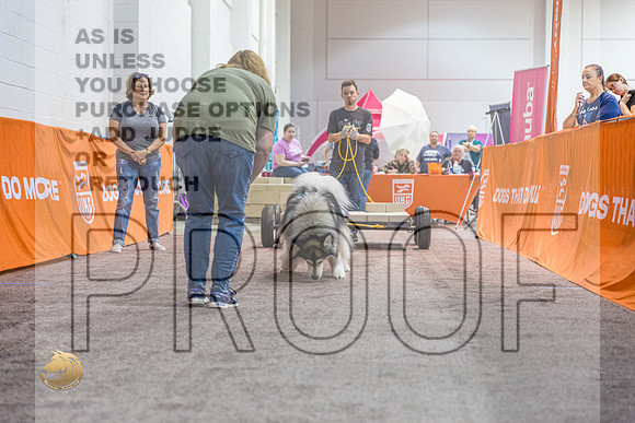 WP #Alaskan Malamute 2_MJ_4870_Shreveport_2022_HR3