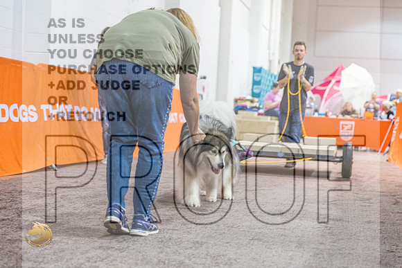 WP #Alaskan Malamute 2_MJ_4881_Shreveport_2022_HR3