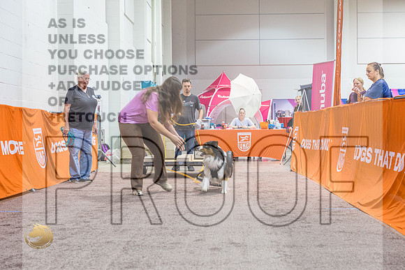 WP #Australian Shepherd 2_MJ_3977_Shreveport_2022_HR3