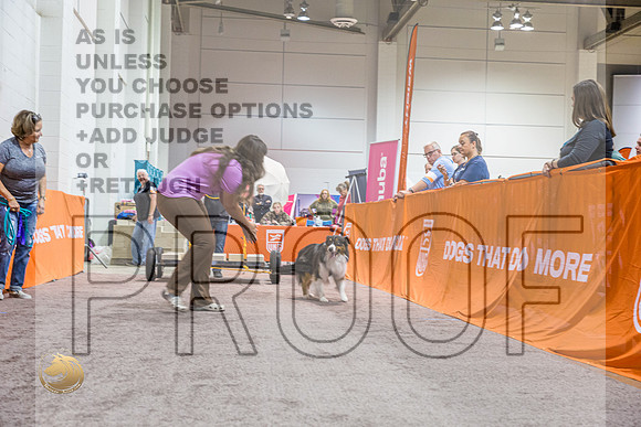 WP #Australian Shepherd 4_MJ_4143_Shreveport_2022_HR3