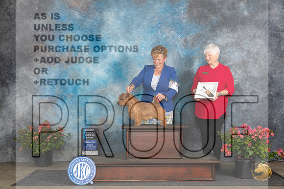 Norfolk Terrier #5 Fri OHBIS Judge Elizabeth ‘Beth’ Sweigart__JP_4588_San Antonio_2024_HR3