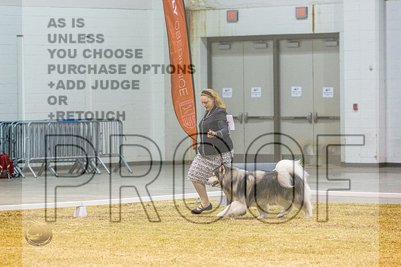 Alaskan Malamute #104 SatJJL_1115_Shreveport_2022_HR3