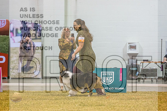 Australian Shepherd #130 Sat 2JJL_2013_Shreveport_2022_HR3