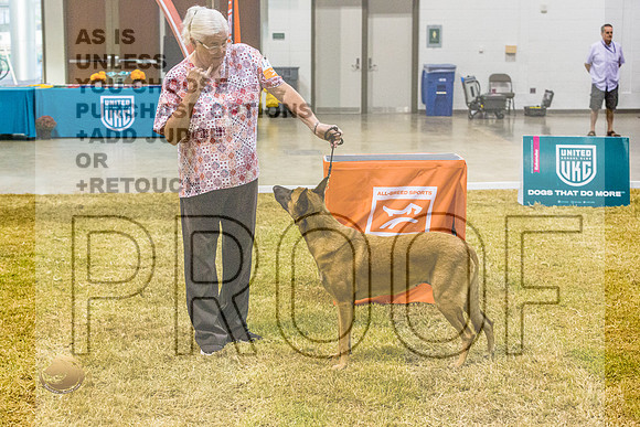 Belgian Malinois #124 SatJJL_2311_Shreveport_2022_HR3