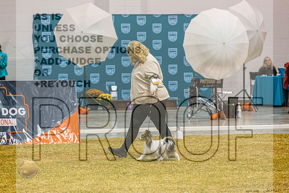 Papillon #134 SatJJL_2199_Shreveport_2022_HR3