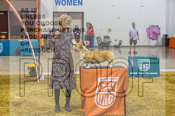 Pembroke Welsh Corgi #114 SatJJL_2399_Shreveport_2022_HR3