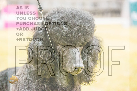 Poodle Std #121 SatJJL_1656_Shreveport_2022_HR3