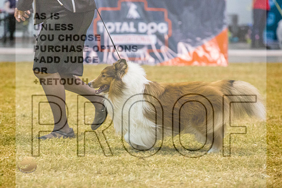 Shetland Sheepdog #111 SatJJL_2773_Shreveport_2022_HR3