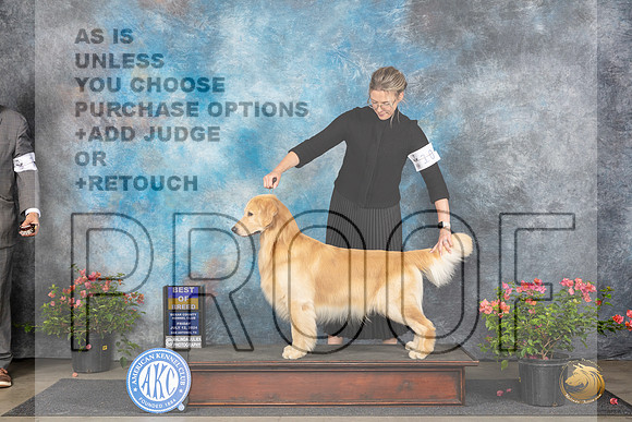 Golden Retreiver #7 Fri BOB Judge Victor Rosado__JP_5957_San Antonio_2024_HR3