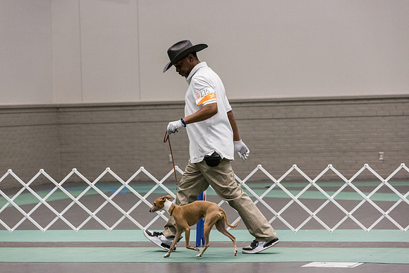 Italian Greyhound Sat Ring_JJL_0816_UKCLNGVIEWOCT2024_2024_HR3