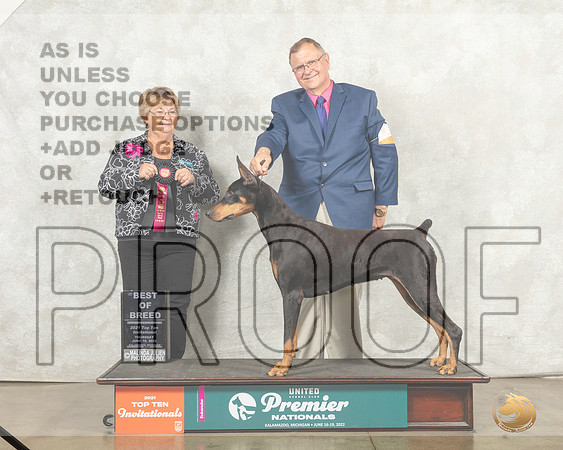 Doberman Pinscher #772 Thur Top10BOB Judge Mary Ellen Meyer__MJ_9214_Premier_2022_HR3
