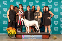 American Bulldog #103 Sat TDI6