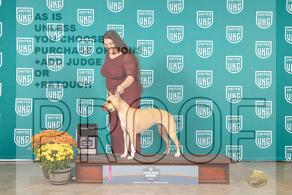 American Pit Bull Terrier Anya Sat Q_MJ_1238_Shreveport_2022_HR3