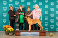 Belgian Malinois #? Sat G3