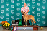 Belgian Malinois #124 Sat RO1C2nd AdvInt