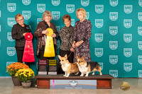 Pembroke Welsh Corgis #117 #114 Sat G4 G2