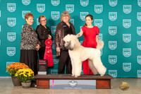 Poodle Std #129 Sat G2