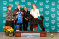 Poodle Std #141 Sat G1
