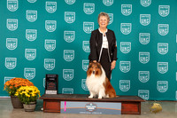 Shetland Sheepdog #111 Fri AdvCont3rd Judge Joanne Soyke