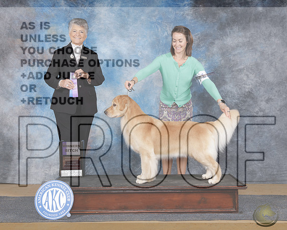 Golden Retriever #16 Sat WB Judge Christie MartinezGolden Retriever #16 Sat WB Judge Christie Martinez_WP_9532e-Sulphur Spings 2025-HR3