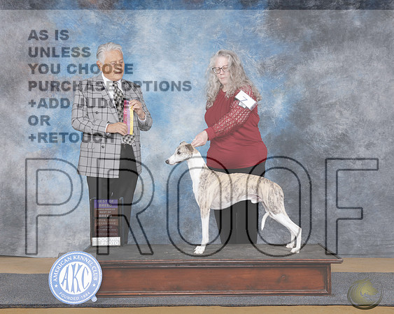 Whippet #7 Sat BOB OHBOB Judge John RamairezWhippet #7 Sat BOB OHBOB Judge John Ramairez_WP_9674e-Sulphur Spings 2025-HR3