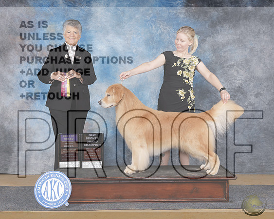 Golden Retriever #15 Sat BOB BGCH Judge Christie MartinezGolden Retriever #15 Sat BOB BGCH Judge Christie Martinez_WP_9561e-Sulphur Spings 2025-HR3