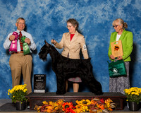 Giant Schnauzers #28 Sat AoM Heschke Kathy Judi Boston Greg Reyna Judge Mr Richard J Lewis