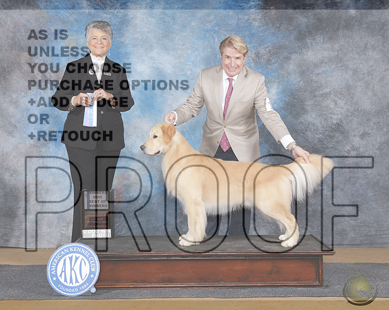 Goldenn Retriever #19 Sat WD BOW Judge Christie MartinezGoldenn Retriever #19 Sat WD BOW Judge Christie Martinez_WP_9554e-Sulphur Springs 2025-HR3