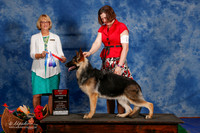 German Shepherd Dog #14 Sat BOS Miller Heather and Ashley Judge Mrs Keke Kahn