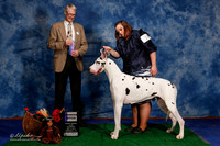 Great Dane #10 Sat WB Fails Kelly and Shawn Fails and Jackie Fulkerson Judge Mr Jon R Cole