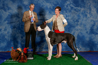 Great Dane #11 Sat BOW Moore Kim Agent Crystal Anne Hannah Judge Mr Jon R Cole