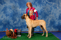 Great Dane #17 Sat BOB Moore Sonya L and J David Judge Mr Jon R Cole